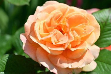 Bahçede portakal gülü 