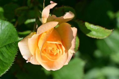 Bahçede portakal gülü 