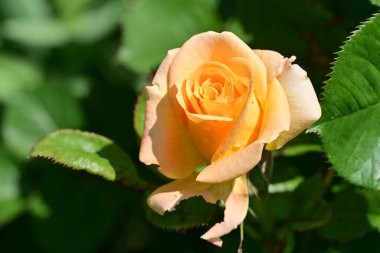 Bahçede portakal gülü 