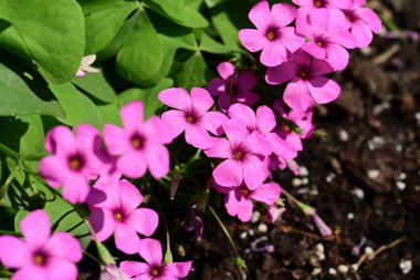 Pembe oksalis eklem çiçekleri