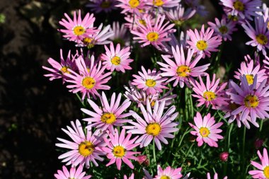 Bahçedeki güzel pembe çiçekler