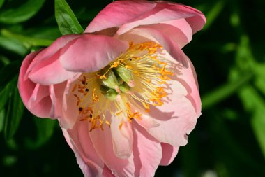 pembe Şakayık Bahçe