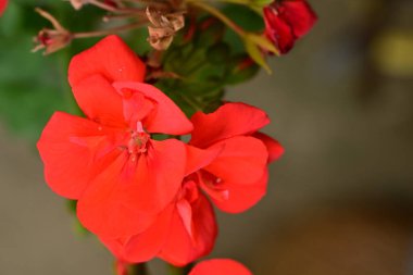 Bahçedeki güzel kırmızı çiçekler