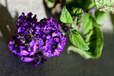 Bahçede büyüyen güzel çiçeklerin yakın çekim görüntüsü                         