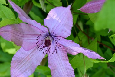 akasma çiçek yakın çekim