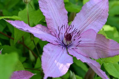 akasma çiçek yakın çekim