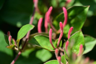 Bahçedeki güzel pembe çiçekler