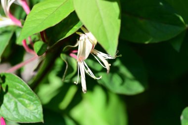 Bahçede büyüyen güzel çiçeklerin yakın çekim görüntüsü                         