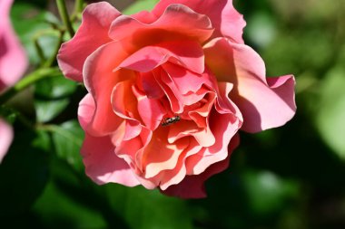 Bahçede güzel pembe ve kırmızı bir gül 