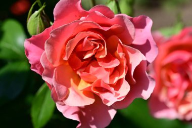 Bahçede güzel pembe ve kırmızı bir gül 