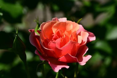 Bahçede güzel pembe ve kırmızı bir gül 