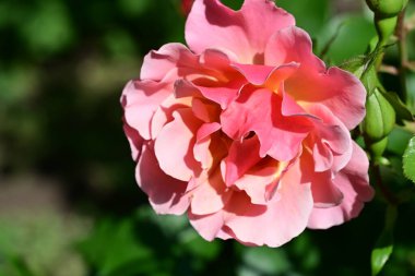 Bahçede güzel pembe ve kırmızı bir gül 