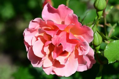 Bahçede güzel pembe ve kırmızı bir gül 