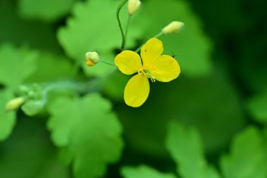 Güzel, güneşli, parlak çiçekler bahçede.