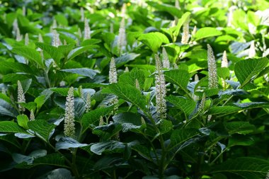 Bahçede büyüyen güzel çiçeklerin yakın çekim görüntüsü                         
