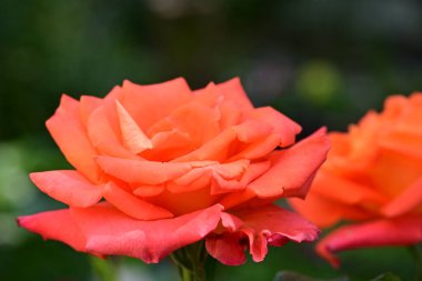 Bahçede güzel bir portakal gülü