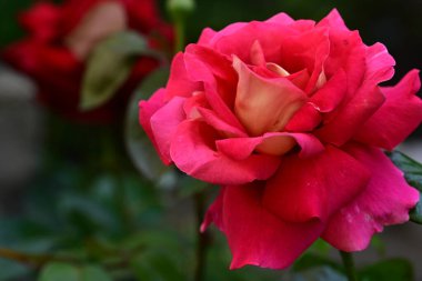 Yeşil yapraklı pembe gül 