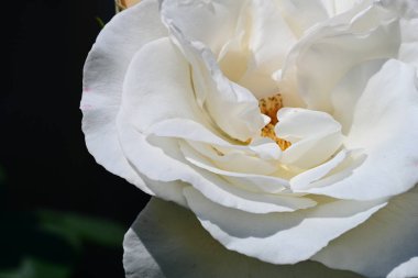 Beyaz bir gül bahçesinde