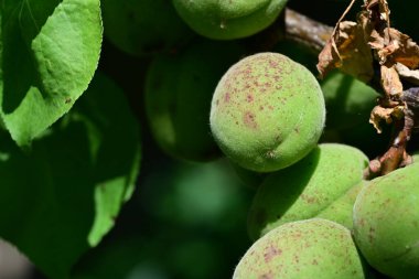 Ağaçta taze yeşil elmalar