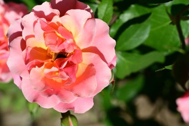 Yakından - Bahçedeki güzel pembe gül manzarası 