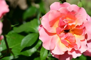 Yakından - Bahçedeki güzel pembe gül manzarası 