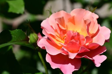 Yakından - Bahçedeki güzel pembe gül manzarası 