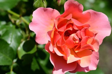 Yakından - Bahçedeki güzel pembe gül manzarası 