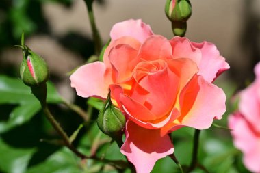 Yakından - Bahçedeki güzel pembe gül manzarası 