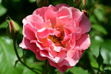 Yakından - Bahçedeki güzel pembe gül manzarası 