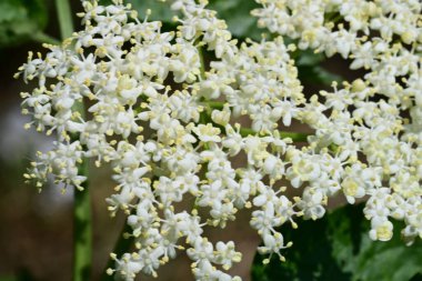 Bahçede büyüyen güzel çiçeklerin yakın çekim görüntüsü                         