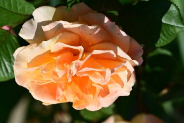 Güneşli yaz gününde bahçede büyüyen güzel bir gül. 