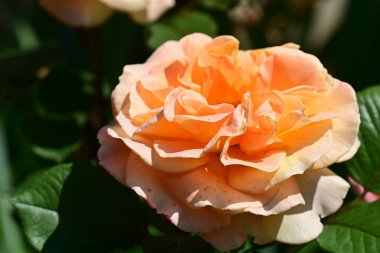 Güneşli yaz gününde bahçede büyüyen güzel bir gül. 