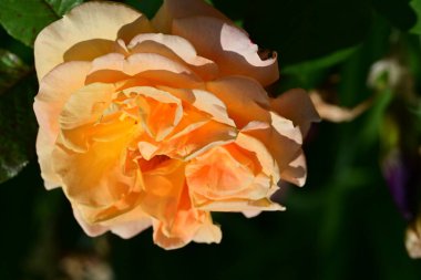 Güneşli yaz gününde bahçede büyüyen güzel bir gül. 