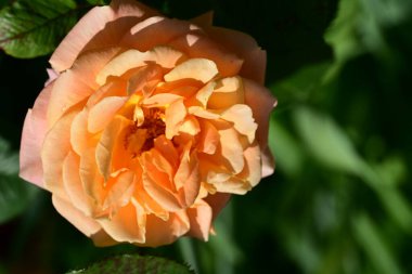 Güneşli yaz gününde bahçede büyüyen güzel bir gül. 