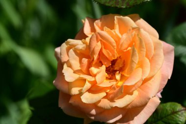 Güneşli yaz gününde bahçede büyüyen güzel bir gül. 