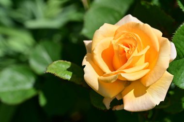 Güneşli yaz gününde bahçede büyüyen güzel bir gül. 