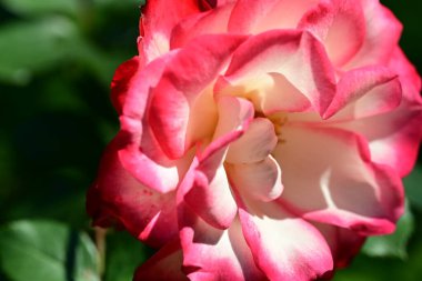 Yakından - Bahçedeki güzel pembe gül manzarası 