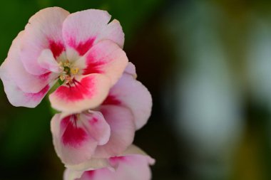 Bahçedeki güzel pembe çiçekler