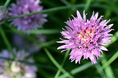 Bahçedeki güzel pembe çiçekler