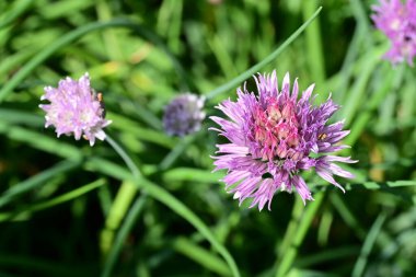 Bahçedeki güzel pembe çiçekler