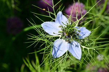 Yaz bahçesinde büyüyen güzel çiçeğin yakın plan görüntüsü                