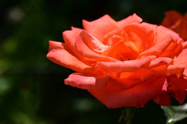 Güneşli yaz gününde bahçede büyüyen güzel bir gül. 