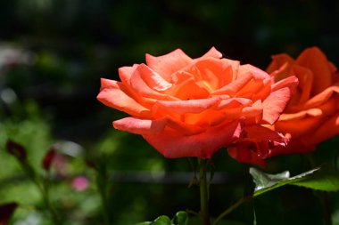 Güneşli yaz gününde bahçede büyüyen güzel bir gül. 