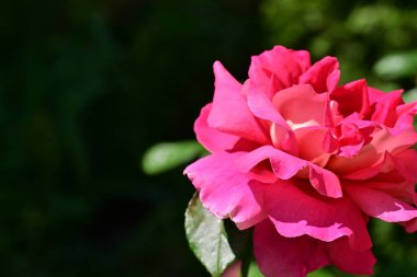 Yakından - Bahçedeki güzel pembe gül manzarası 