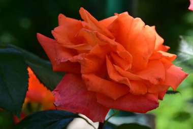 Güneşli yaz gününde bahçede büyüyen güzel bir gül. 