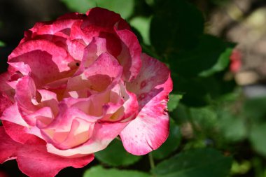 Yakından - Bahçedeki güzel pembe gül manzarası 