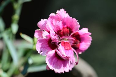 Bahçedeki güzel pembe çiçekler