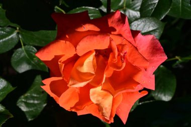 bahçede yetişen güzel gül çiçeği 