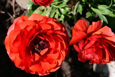 Bahçedeki güzel kırmızı çiçekler