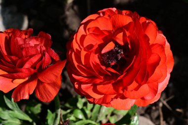 Bahçedeki güzel kırmızı çiçekler